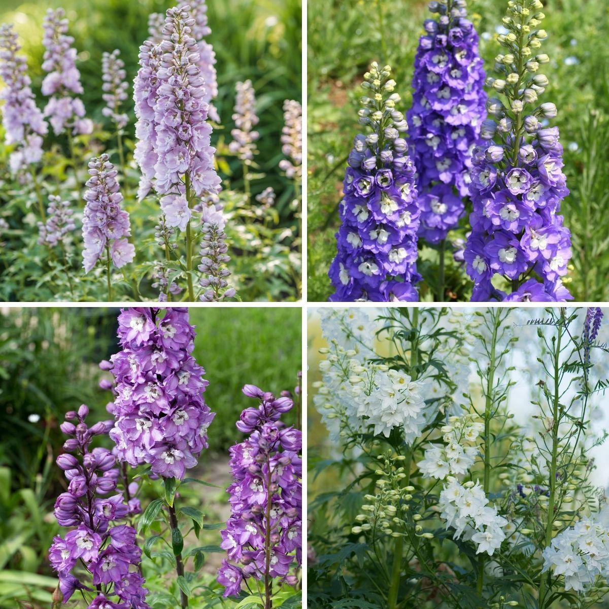 Delphinium Connecticut Yankees Seeds