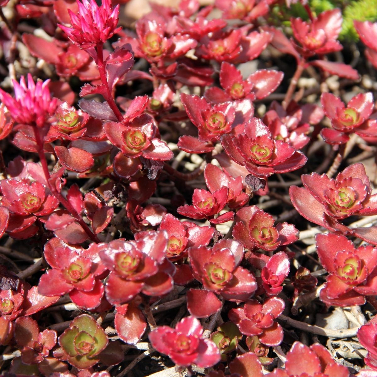 Purple Carpet Sedum Seeds