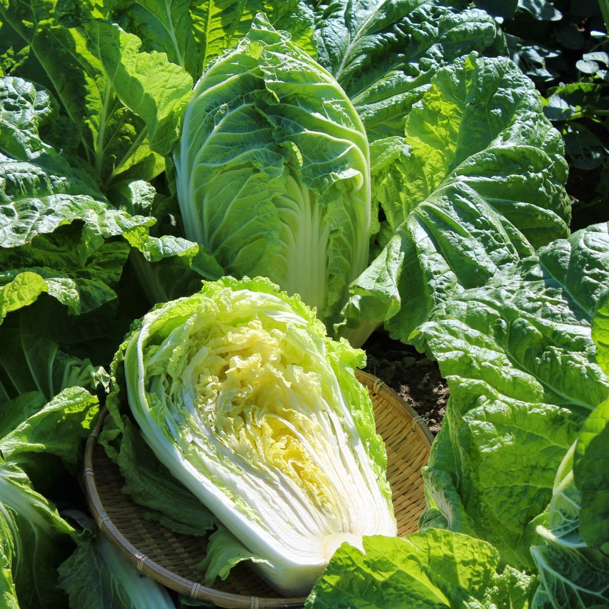 Wombok Chinese Cabbage Seeds