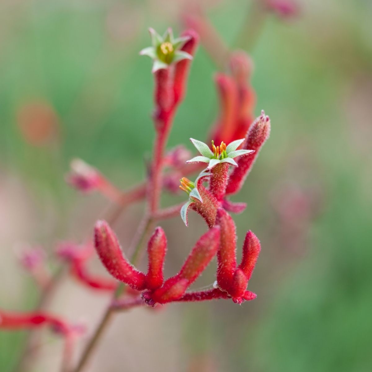 Kangaroo Paw Red Seeds