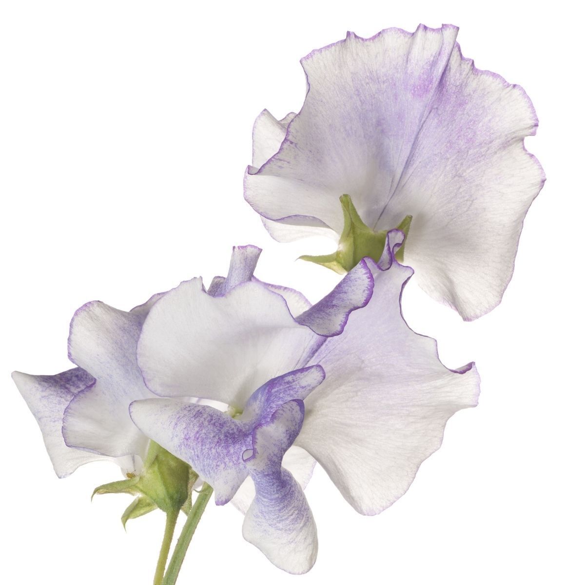 Sweet Pea High Scent Seeds