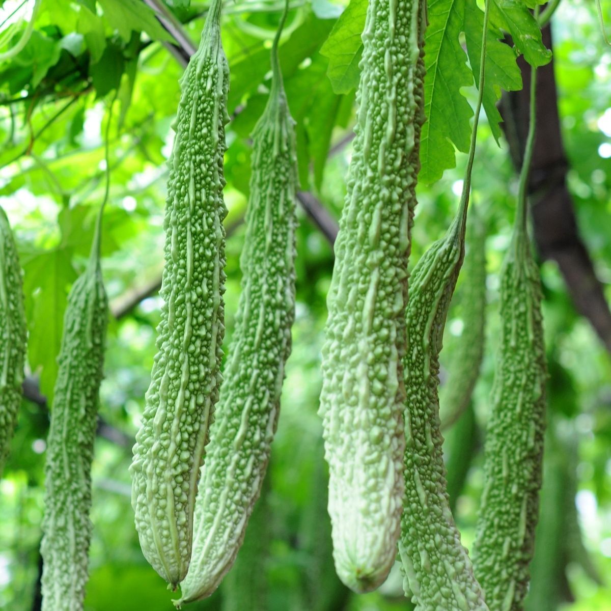 Long Bitter Melon Seeds