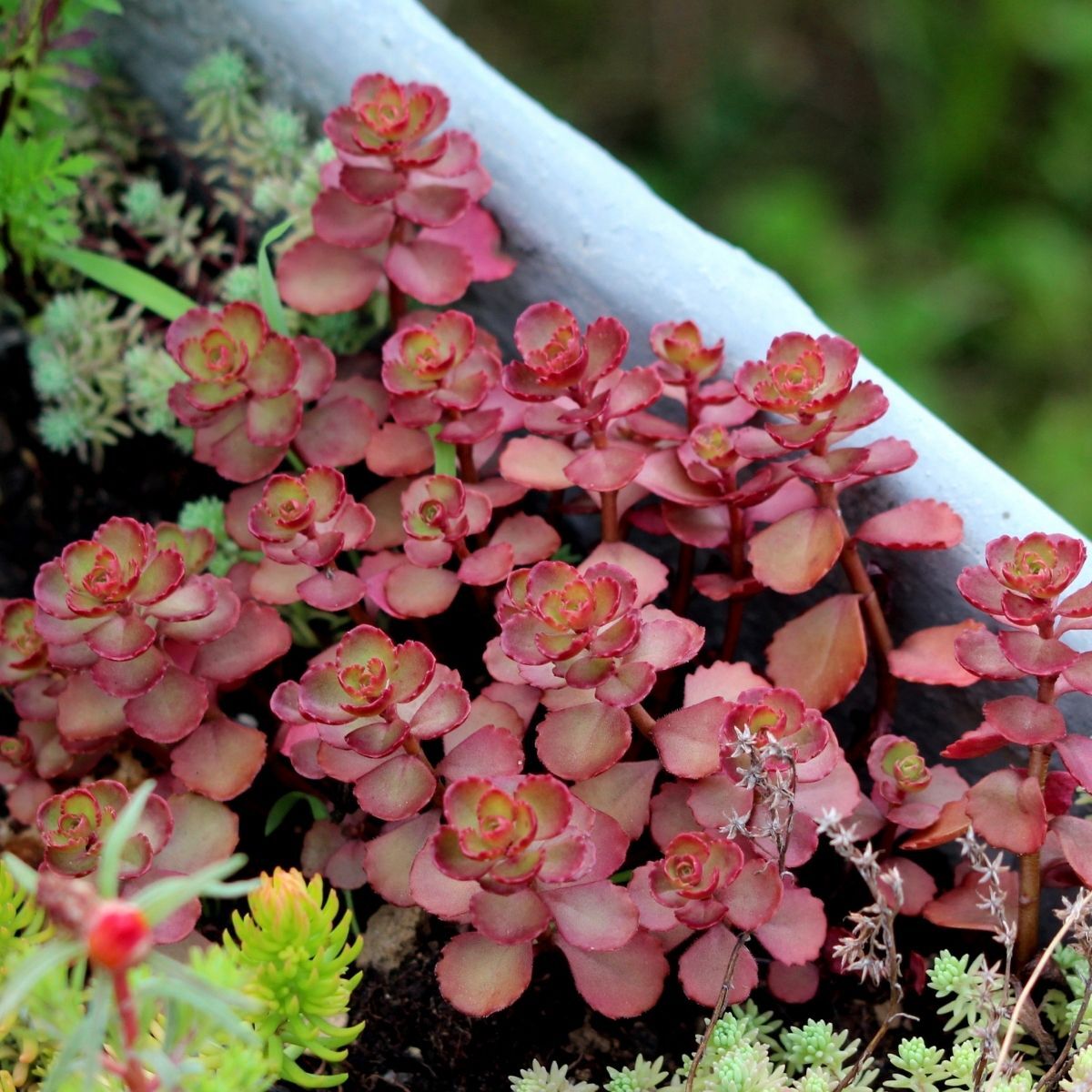 Voodoo Sedum Seeds