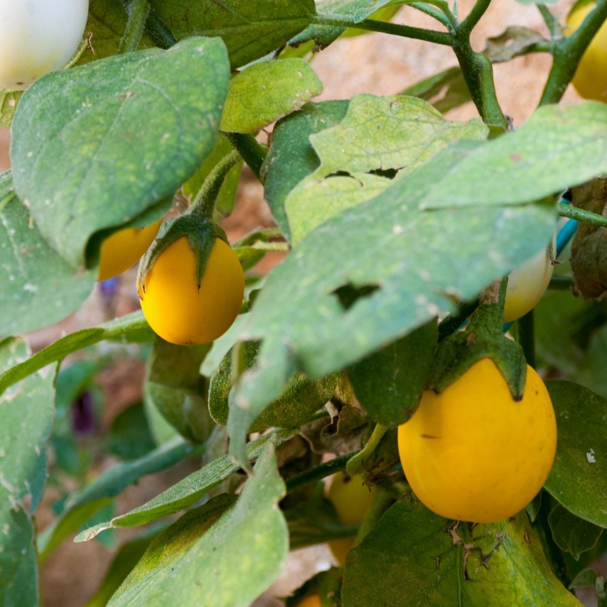 Golden Eggs Eggplant Seeds