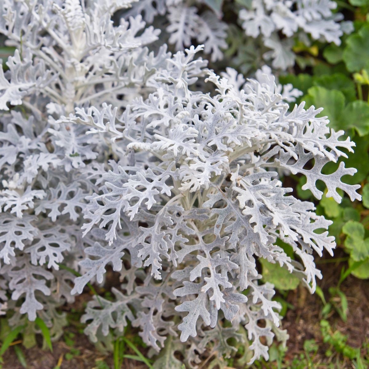 Cineraria Silver Dust Seeds