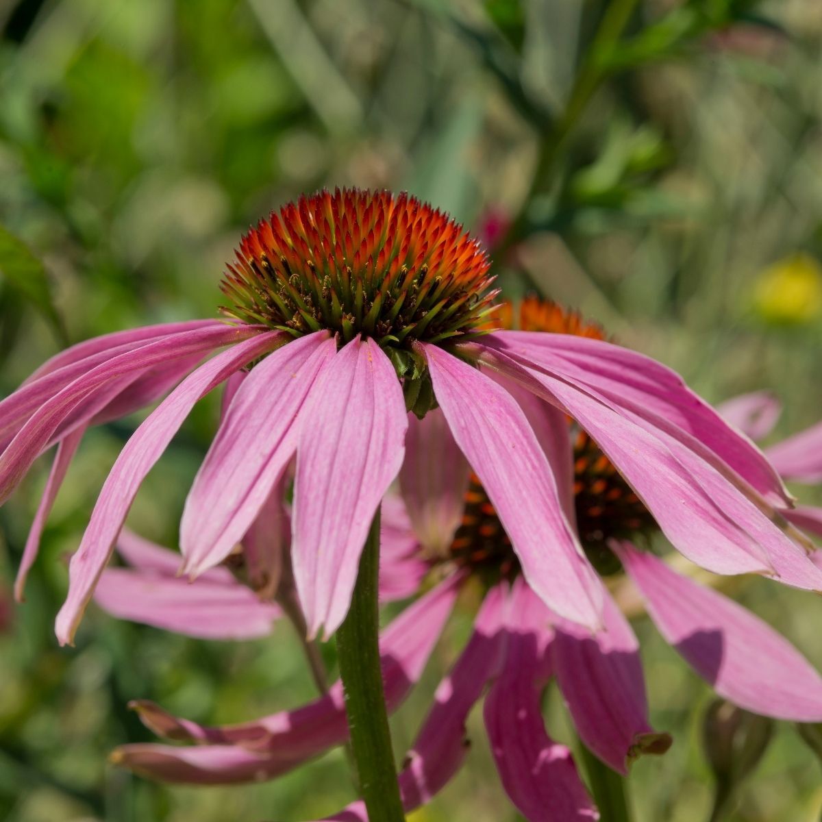 Echinacea Narrow Leaf Coneflower Seeds