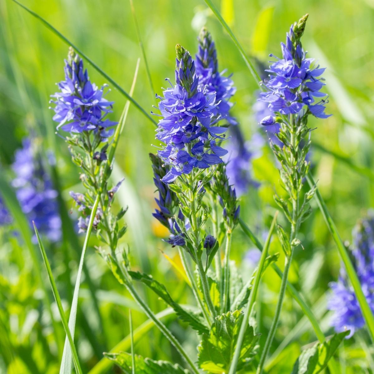 Veronica Royal Blue Seeds