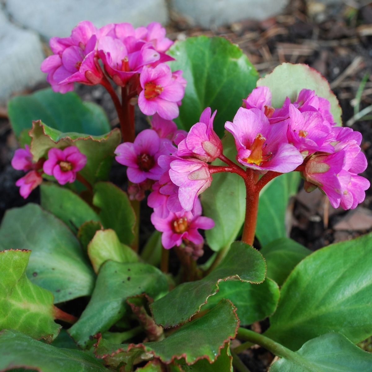 Bergenia Heartleaf Bergenia Seeds