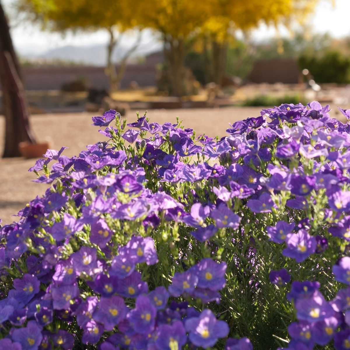 Cupflower Purple Robe Seeds