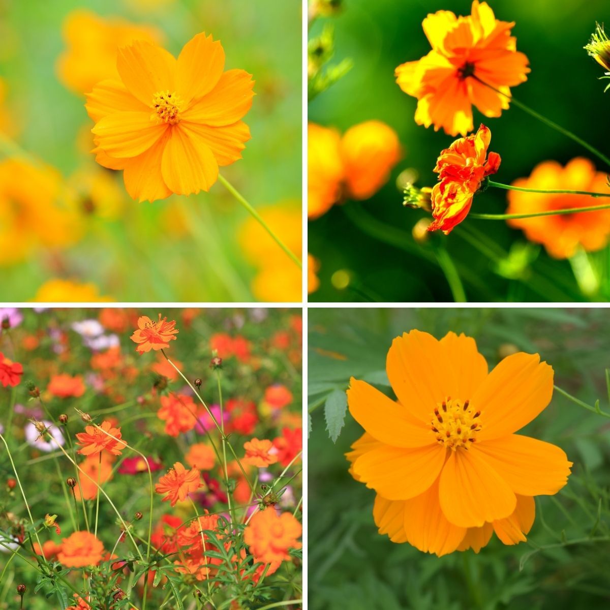 Cosmos Polidor Mix Seeds