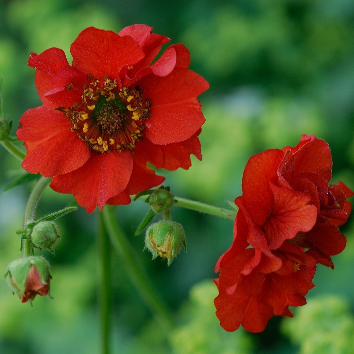 Geum Mrs Bradshaw Seeds