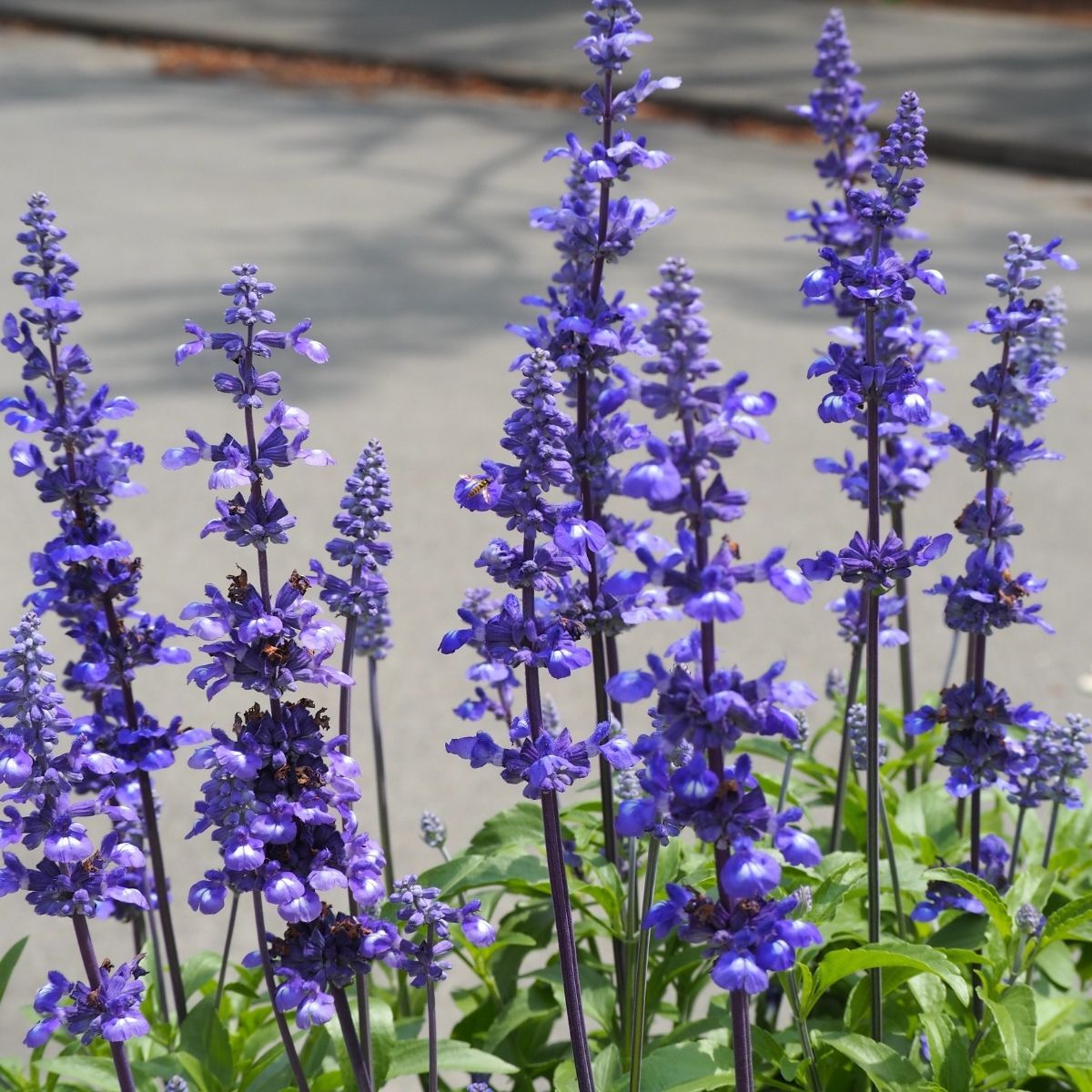 Salvia Blue Victory Seeds