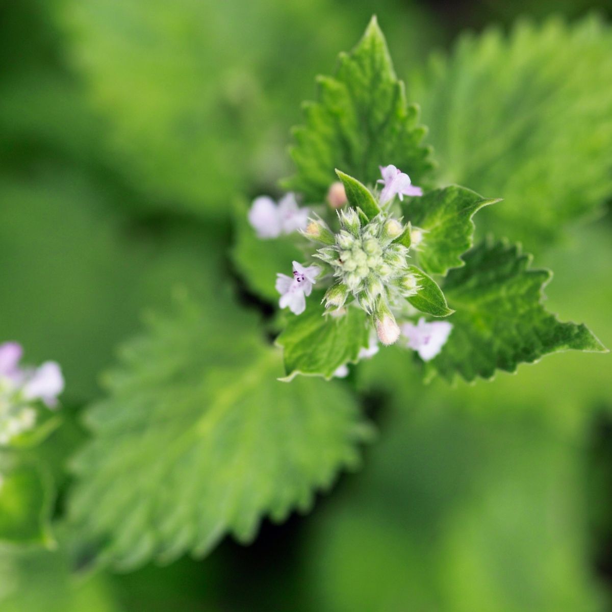 Catnip Seeds - Lemon