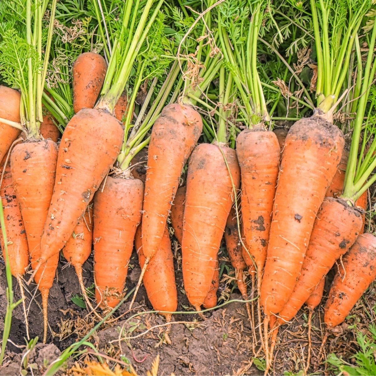 Chantenay Royal Carrot Seeds