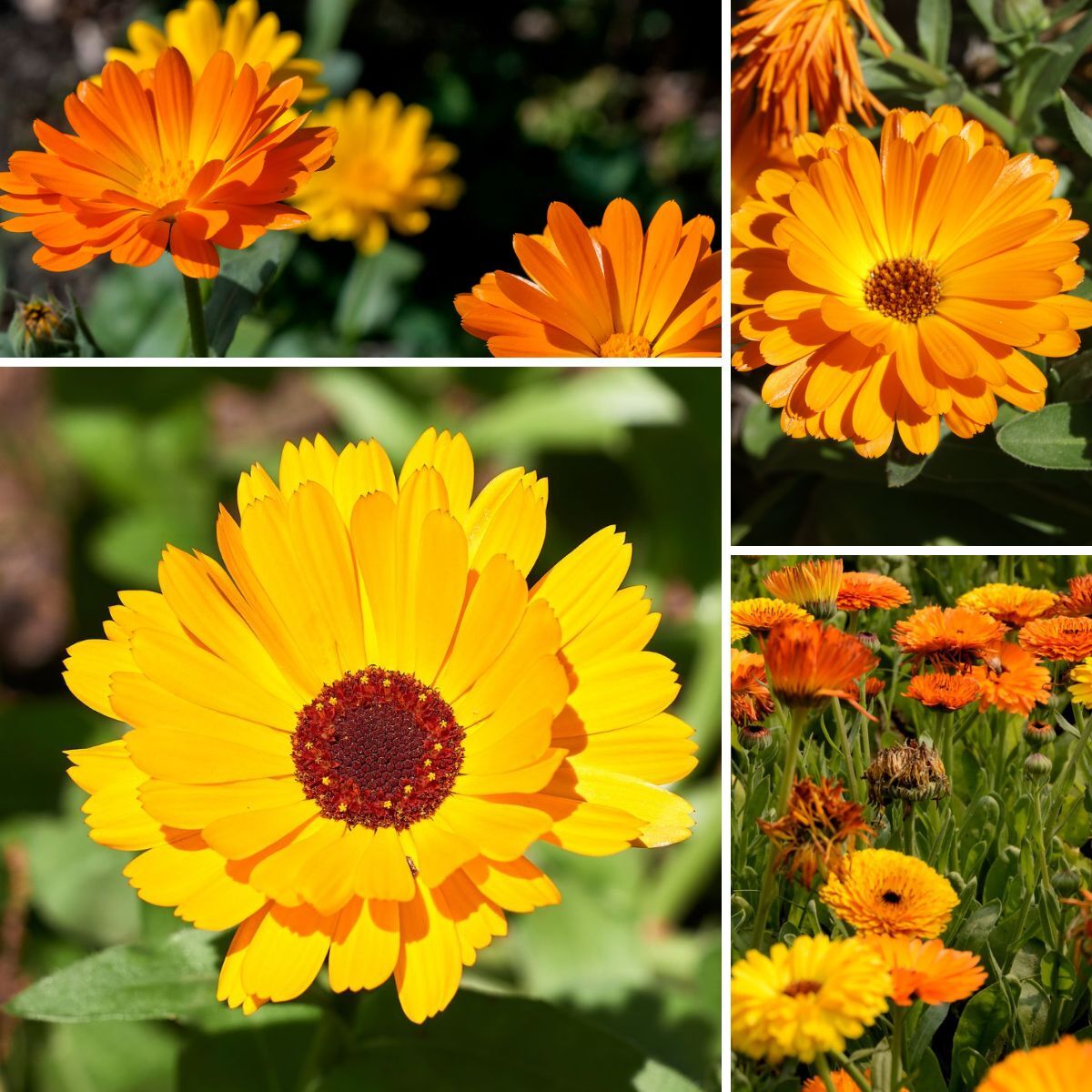 Calendula Fiesta Gitana Mix Seeds