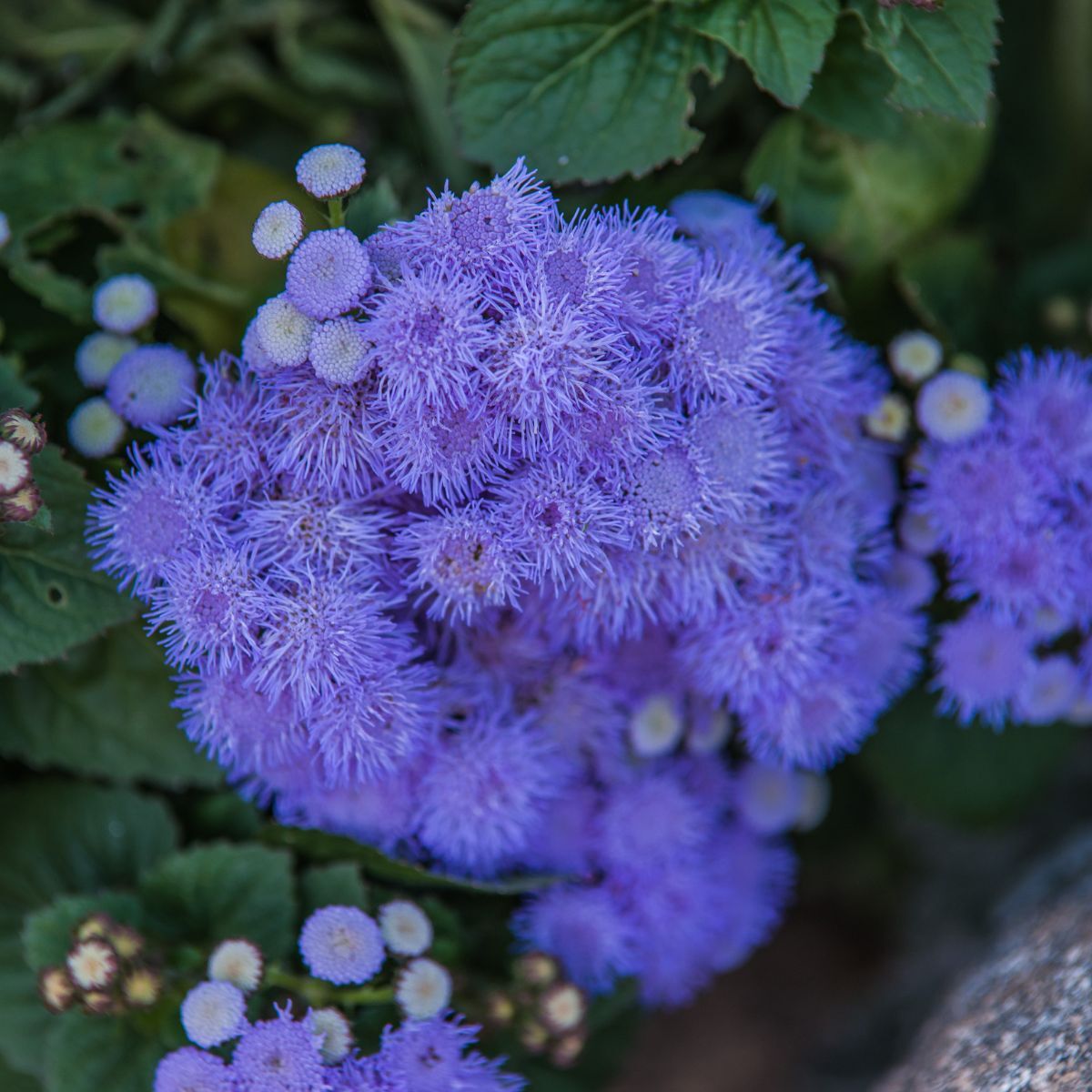 Ageratum Market Growers Blue Seeds