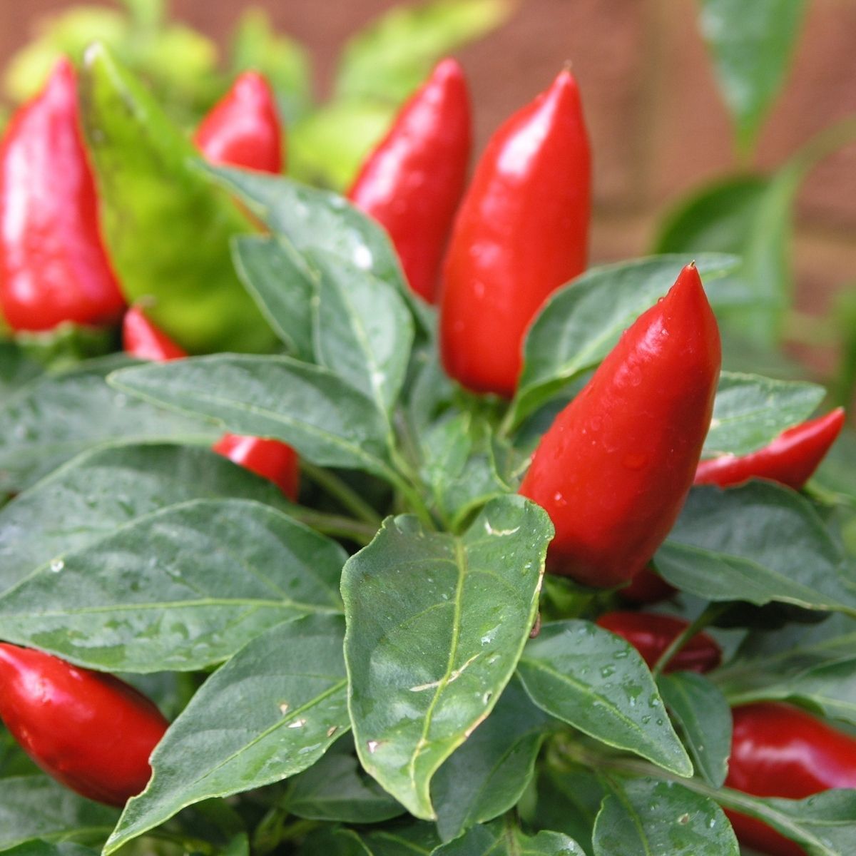 Chao Tian Jiao Chilli Seeds