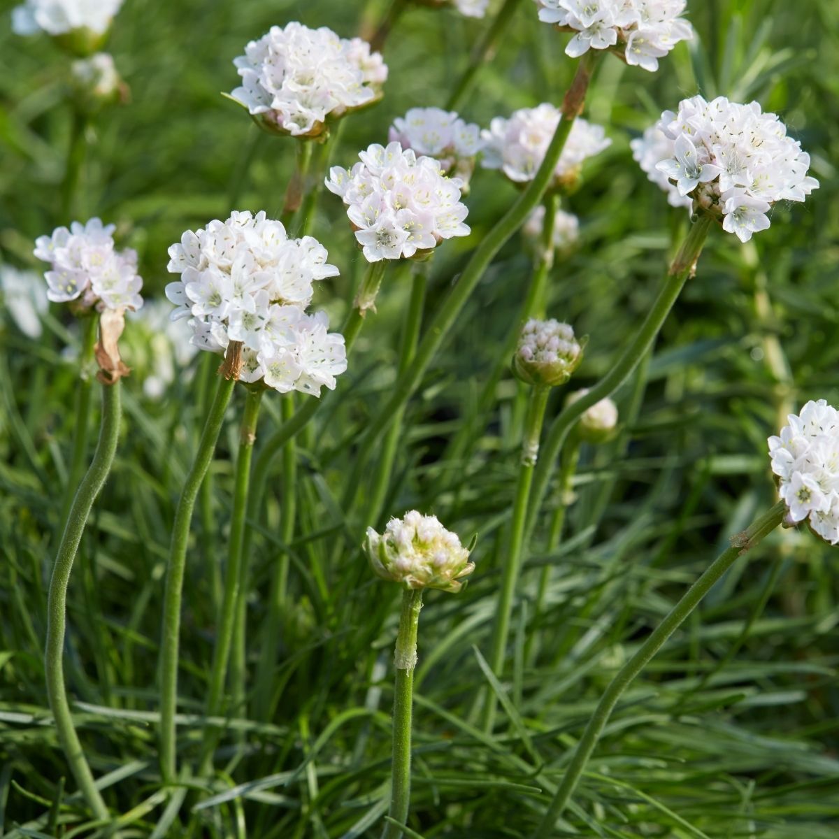 Armeria Maritima Seeds Morning Star White