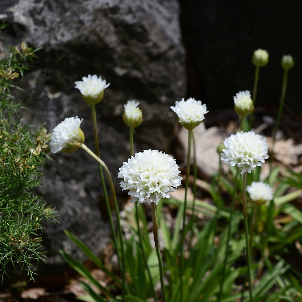 Armeria Maritima Seeds Morning Star White