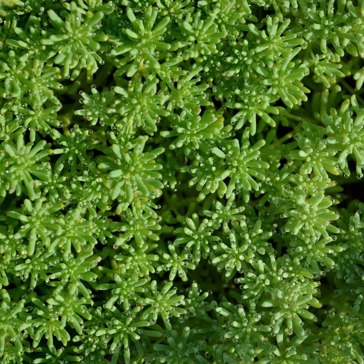 Lizard of Madagascar Sedum Seeds