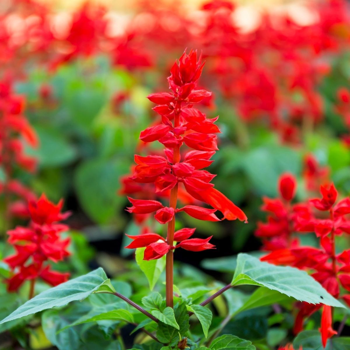 Salvia Early Bonfire Seeds