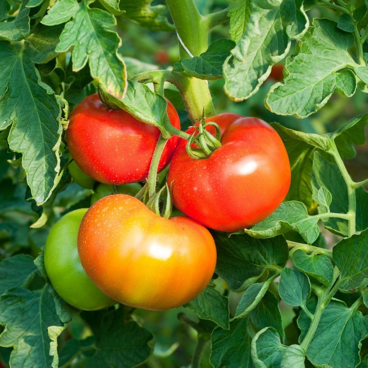 Tristar Tomato Seeds