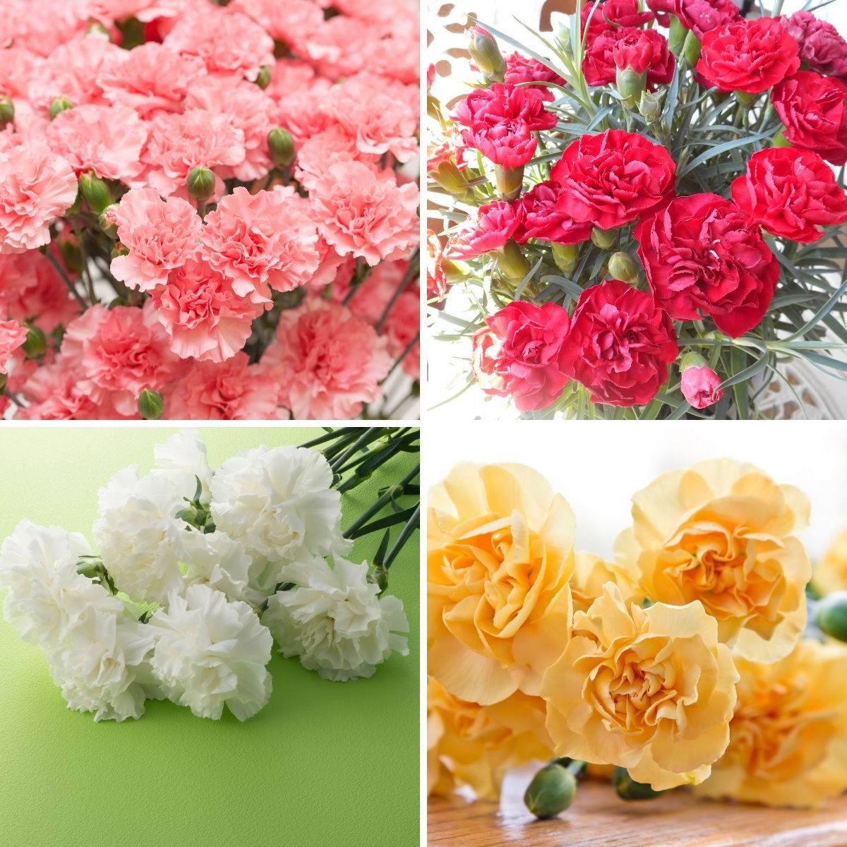 Carnation Dwarf Fragrance Mix Seeds