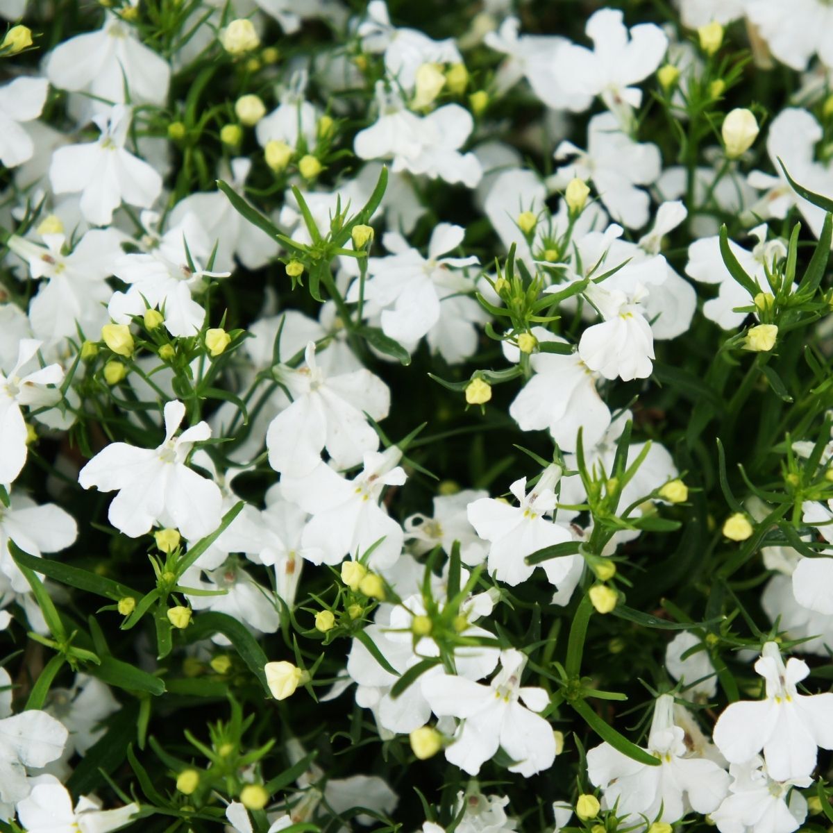 Lobelia White Lady Seeds