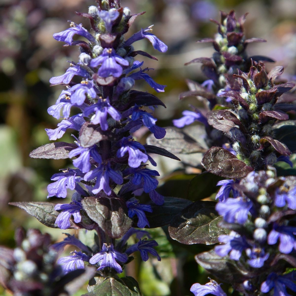 Blue Bugle Seeds