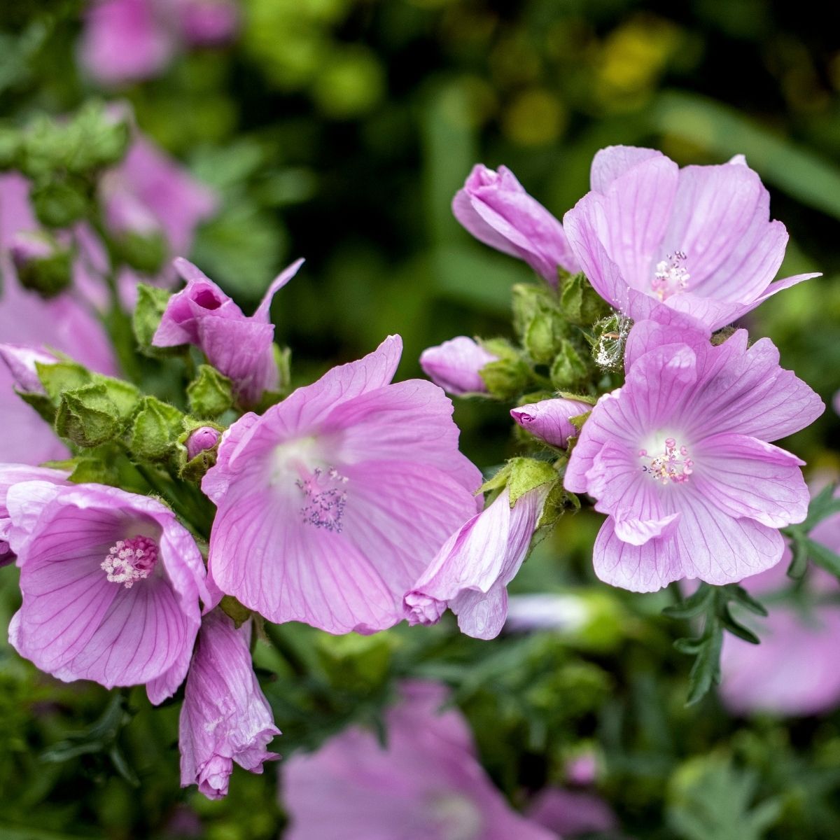 Mallow Musk Mallow Seeds