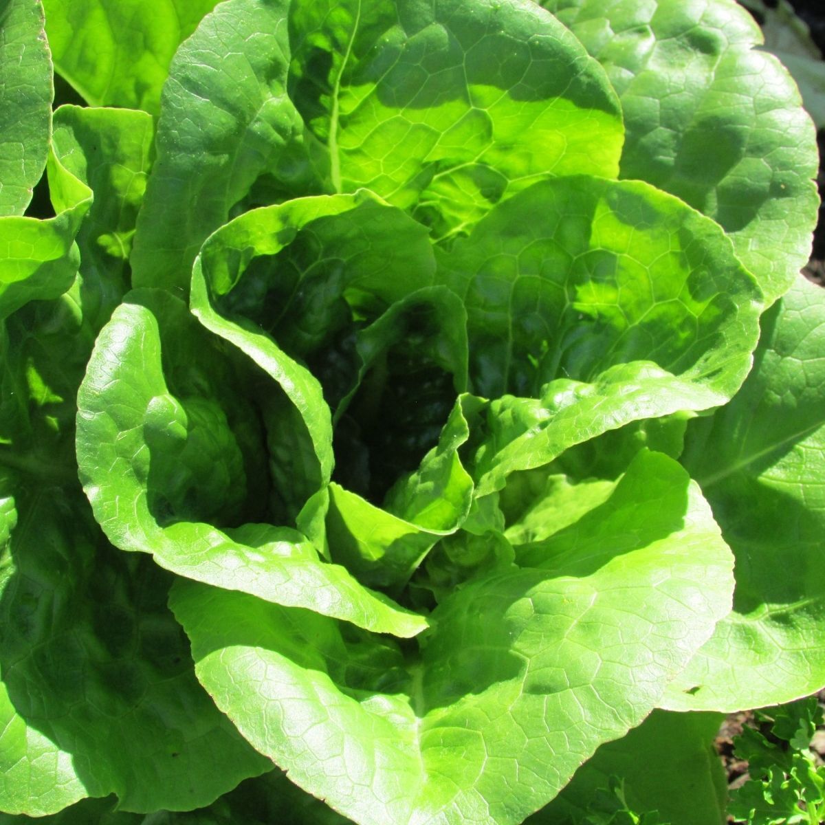 All Year Round Lettuce Seeds