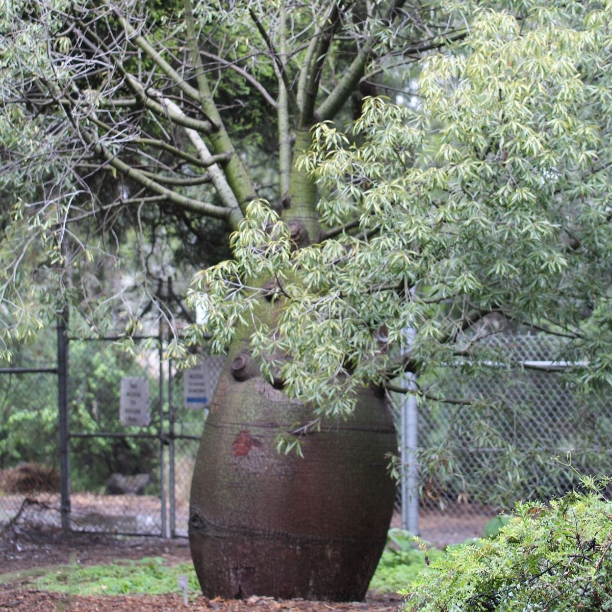 Bottle Tree Seeds