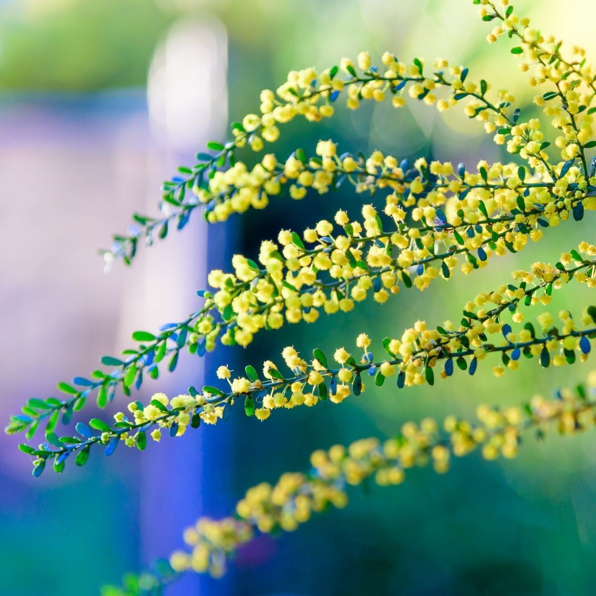 Gold Dust Wattle Seeds