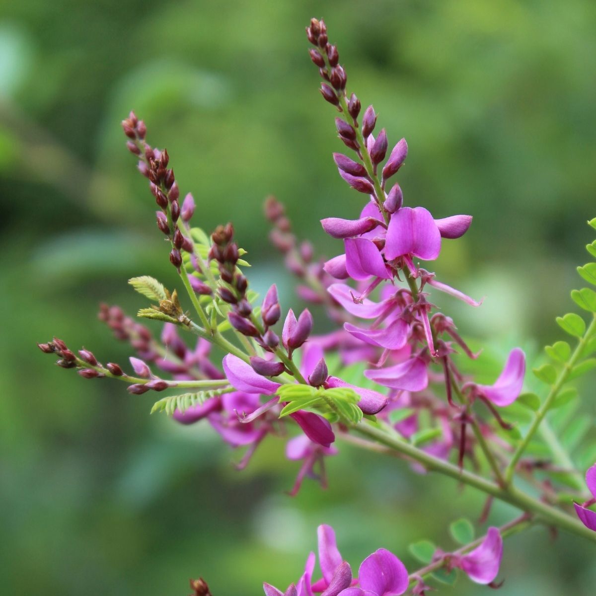 Austral Indigo Seeds