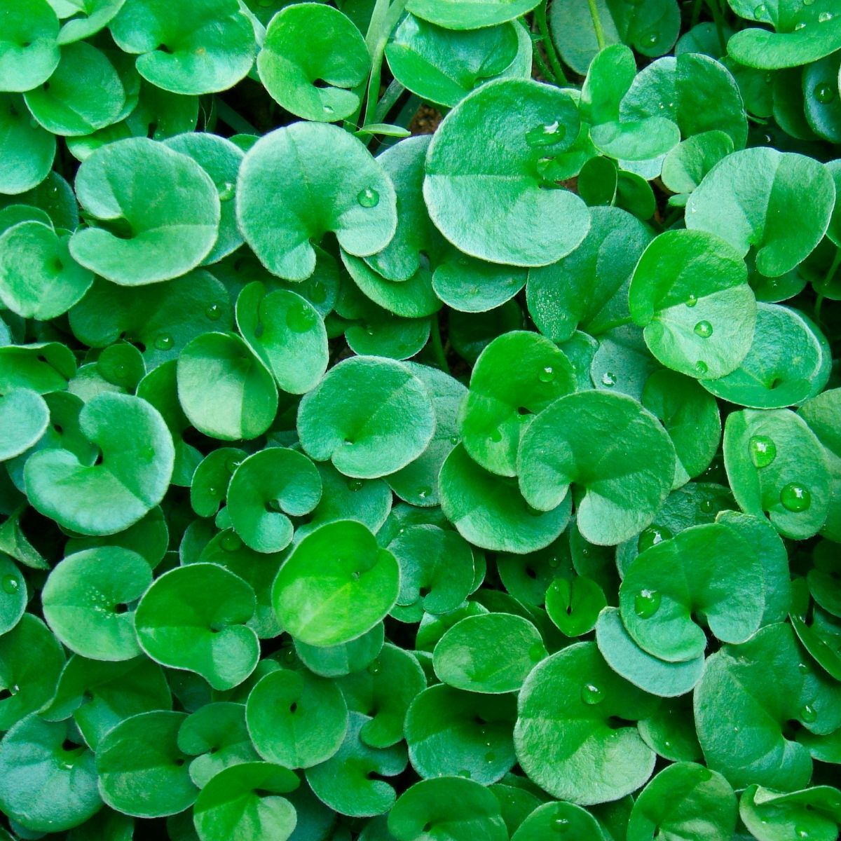 Dichondra Seeds