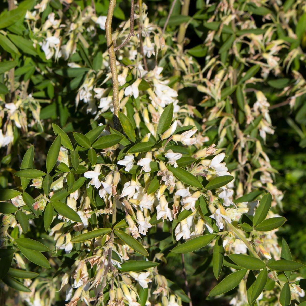 Tagasaste (Tree Lucerne) Seed