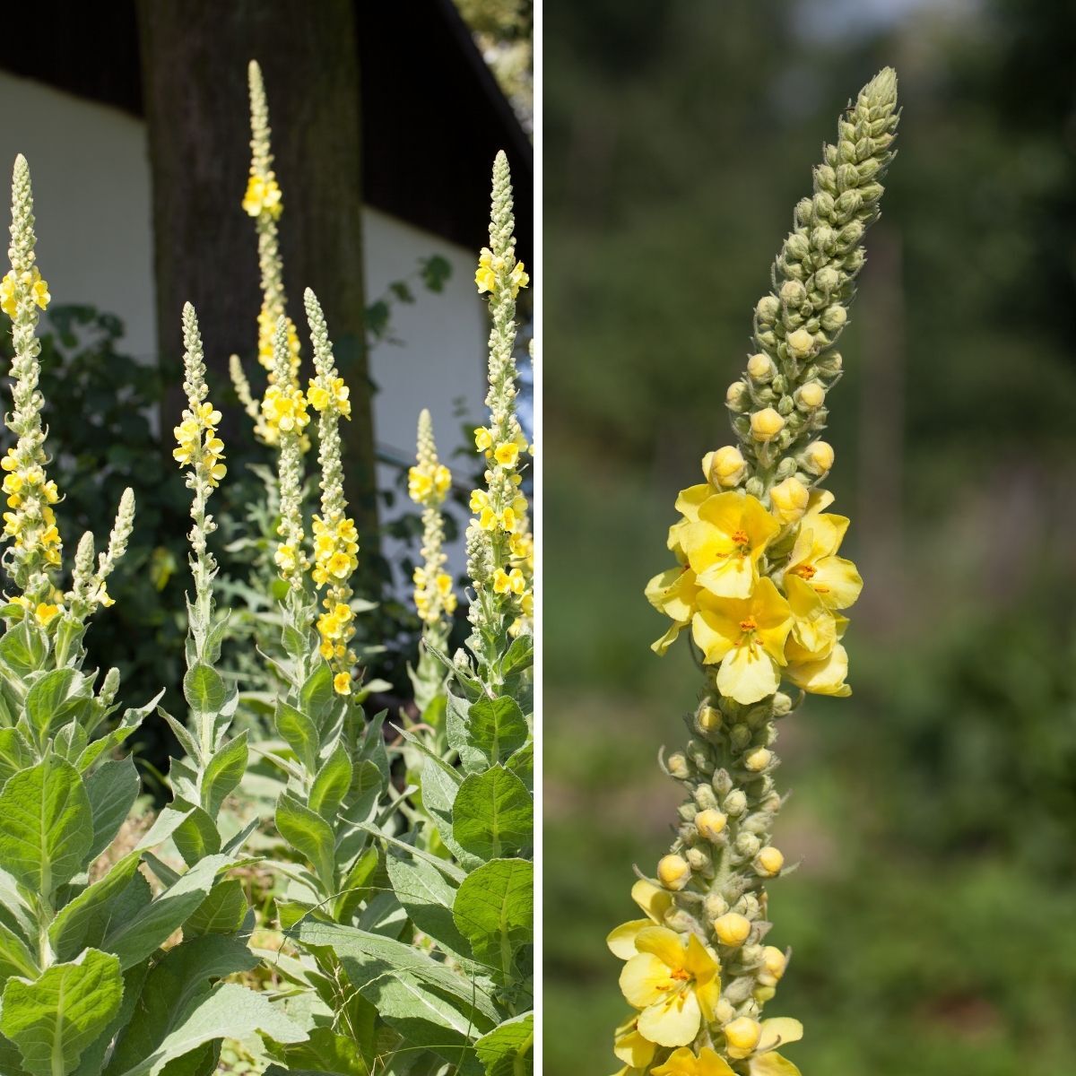 Mullein Polar Summer Seeds