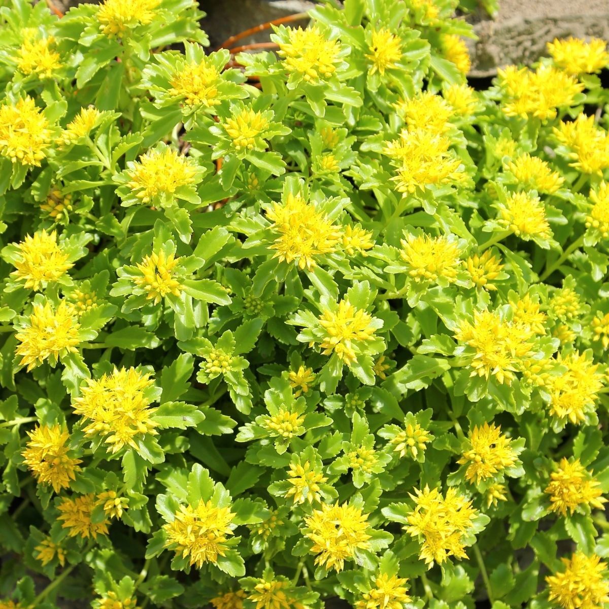 Japanese Stonecrop Sedum Seeds