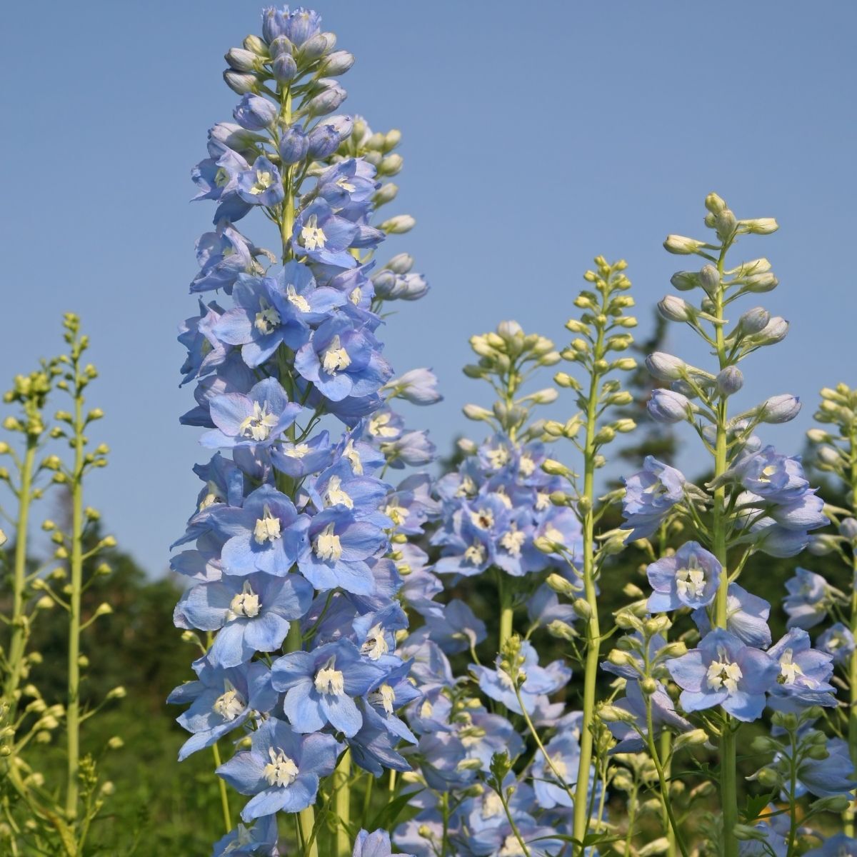 Delphinium Clivedon Beauty Seeds