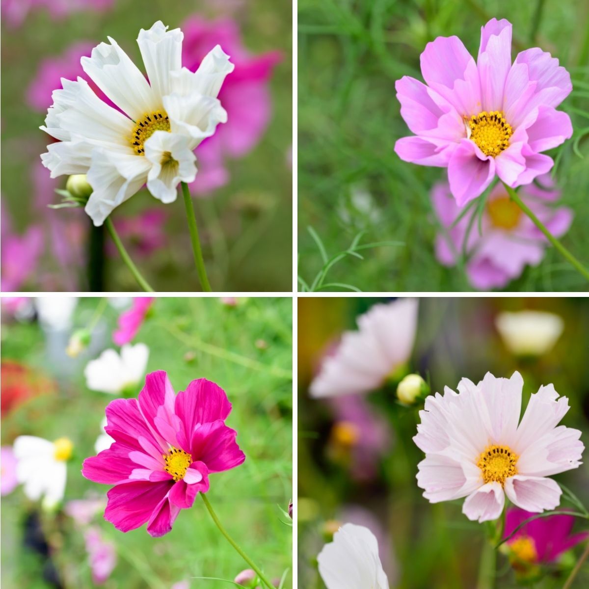 Cosmos Seashells Mix Seeds