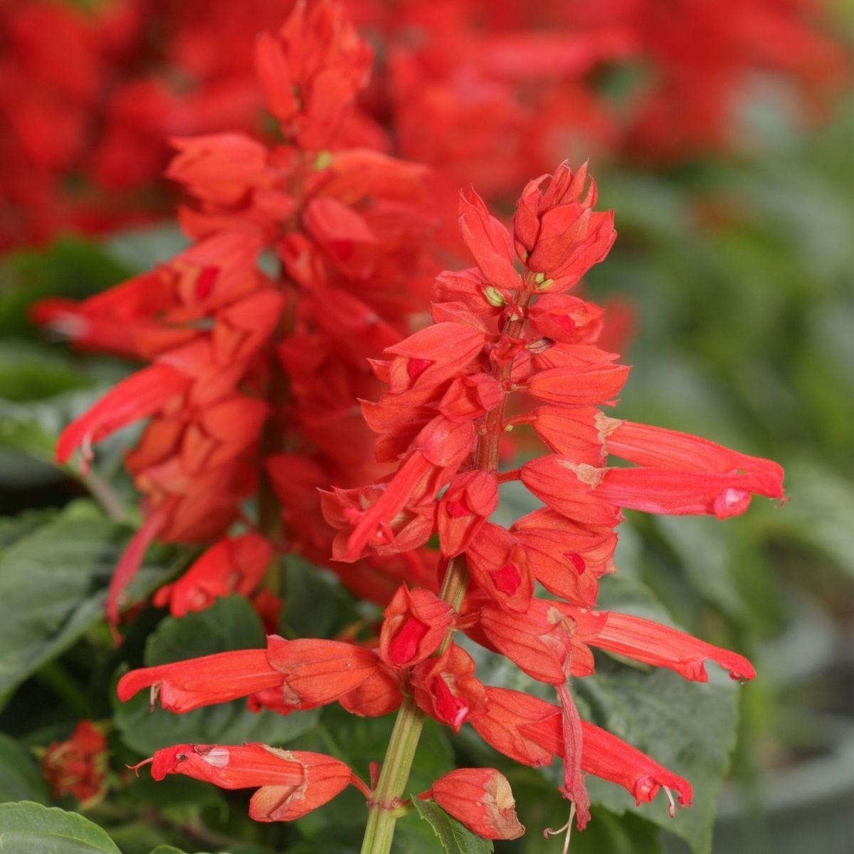 Salvia Red Rocket Seeds