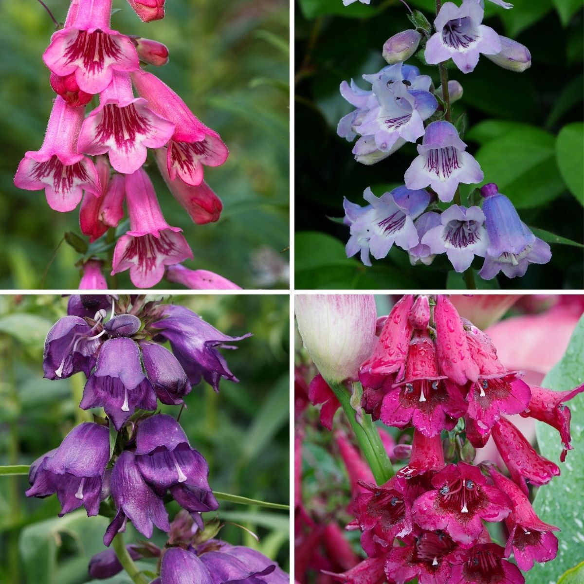 Penstemon Compact Mix Seeds