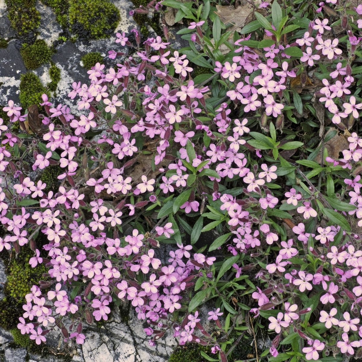 Soapwort Pink Beauty Seeds