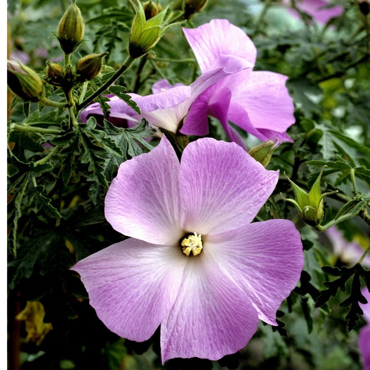 Native Hibiscus Seeds