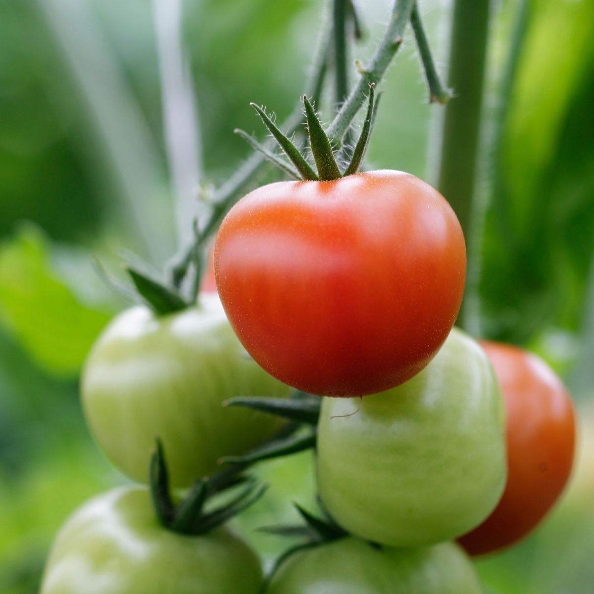 Valiant Tomato Seeds