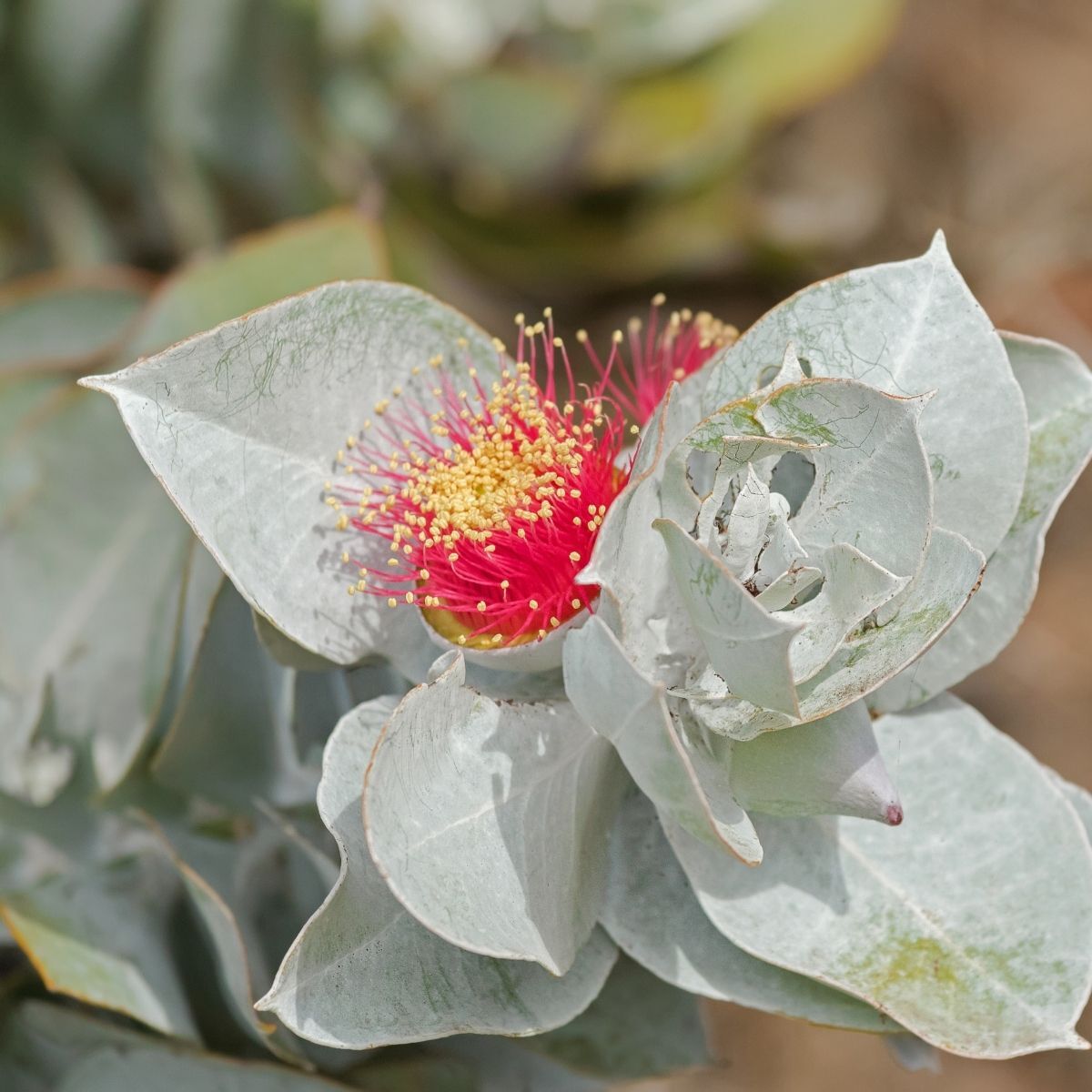 Eucalyptus Rose of the West Seeds