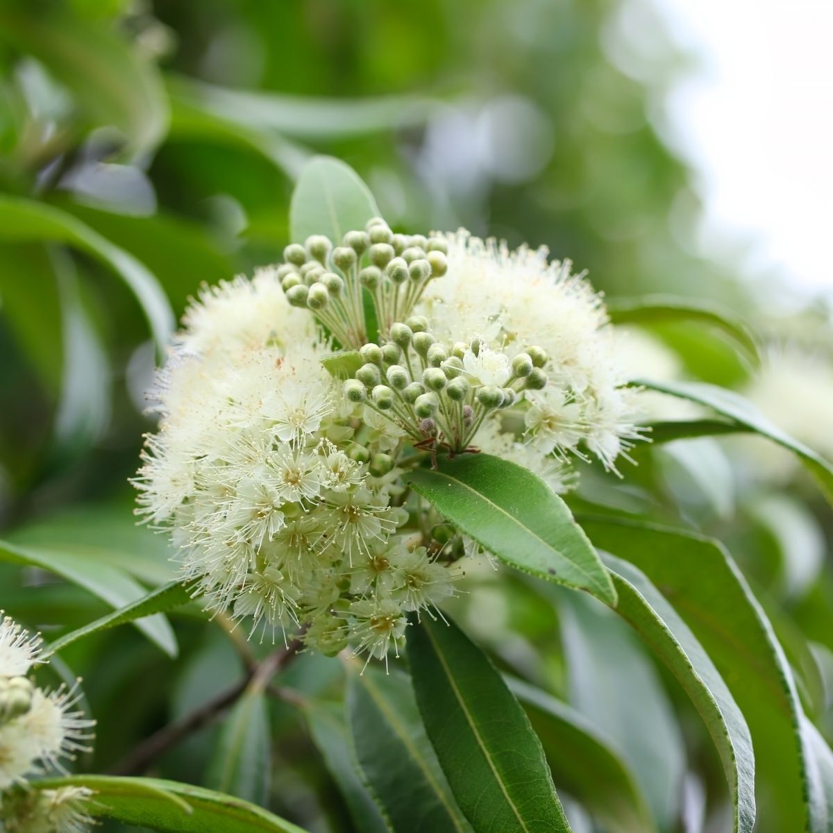 Lemon Myrtle Seeds