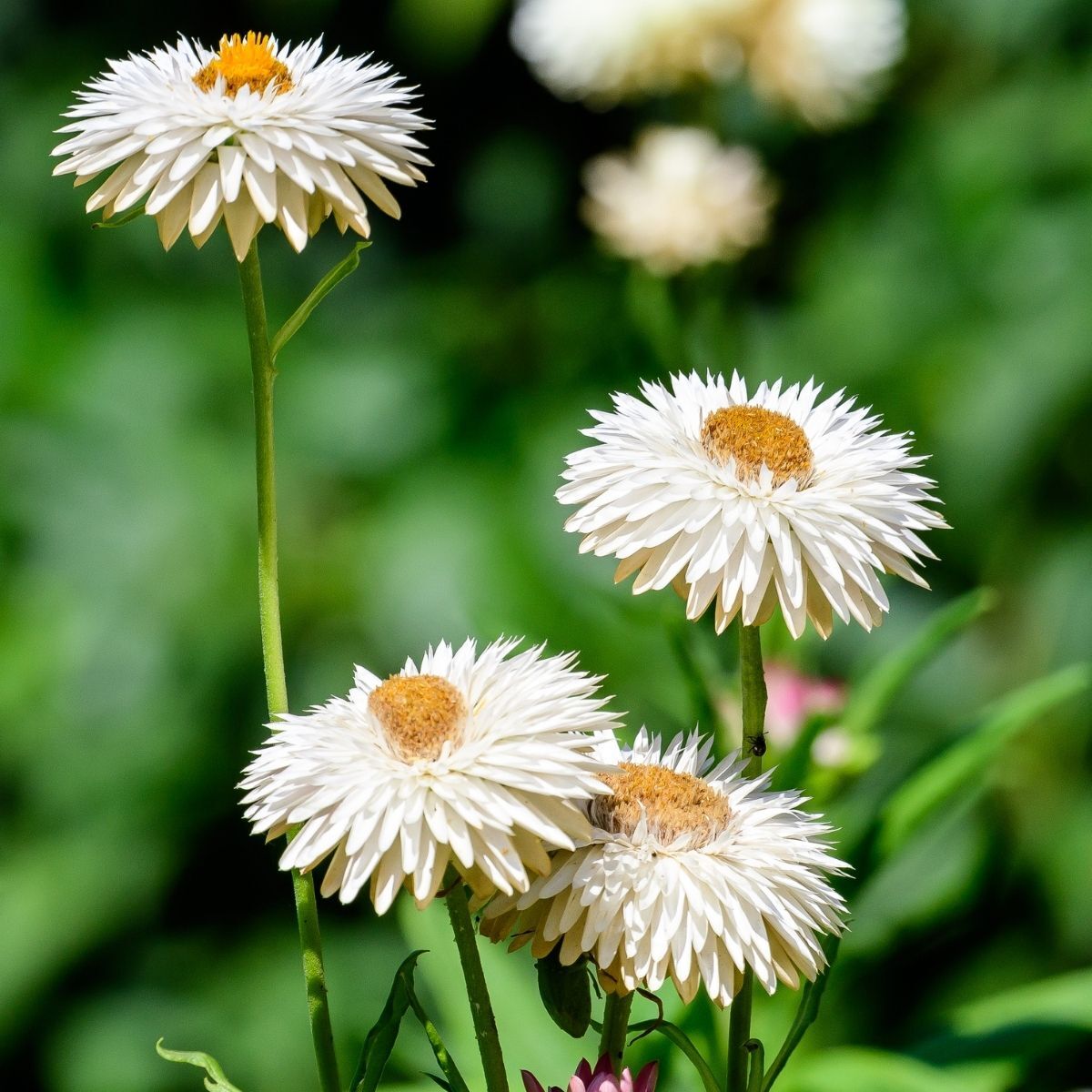 Paper Daisy White Everlasting Seeds