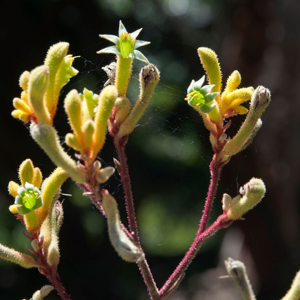 Kangaroo Paw Green Yellow Seeds