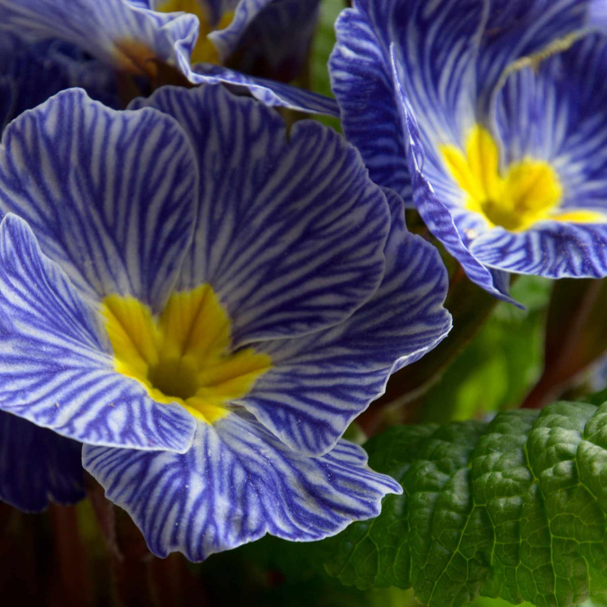 Heirloom Blue Zebra Primula Flower Seeds for Planting – Non-GMO Perennial Garden Blooms